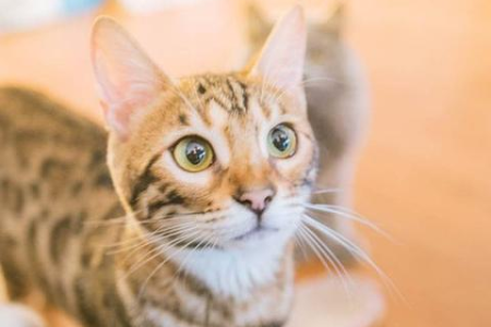 家里小猫半夜叫个不停？试试这些方法，让猫咪不再吵闹