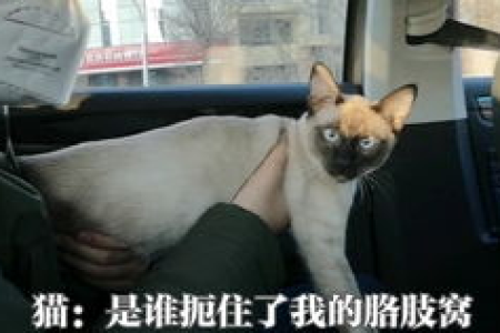 小猫一直叫个不停是什么原因？快速解决猫咪烦人叫声的实用方法