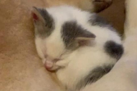 小猫老叫个不停怎么回事？教你快速找到原因和解决方法！