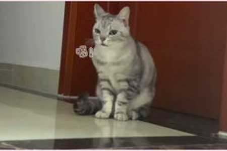 猫打嗝是怎么回事？常见原因及解决方法
