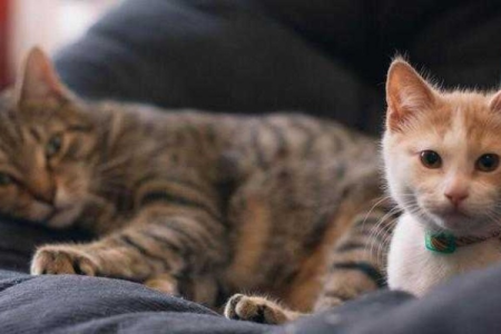 老猫不接受新猫？这些行为告诉你答案