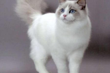 布偶猫剃毛后颜色变深？真相竟是基因在作怪！