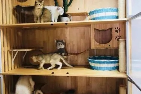 猫咪寄养多长时间才算太久？影响主人关系的临界点