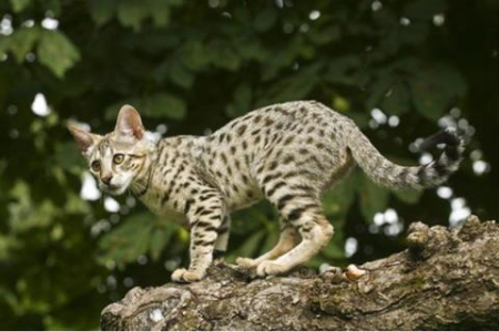 薮猫是猫吗？它和家猫有什么区别？