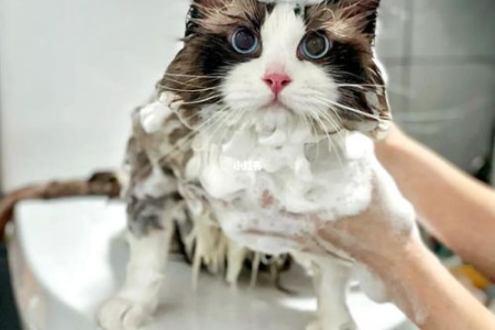 布偶猫能活多久？如何延长猫咪的寿命？