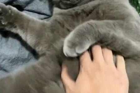 猫怕黄瓜是真的吗？破解猫咪害怕黄瓜的谜团