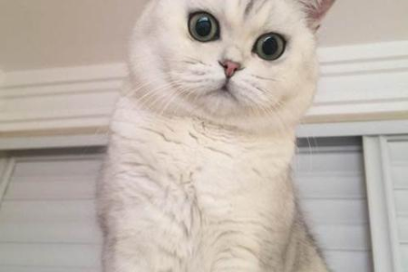英短金点猫和银点猫的区别：如何快速辨别？