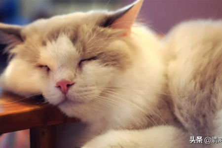 猫咪不呼噜呼噜了，这代表什么？