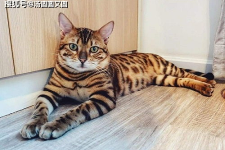 金点银点猫咪傻傻分不清楚？教你快速辨别它们