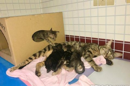 新猫入家，大猫哈气怎么办？和谐相处有妙招