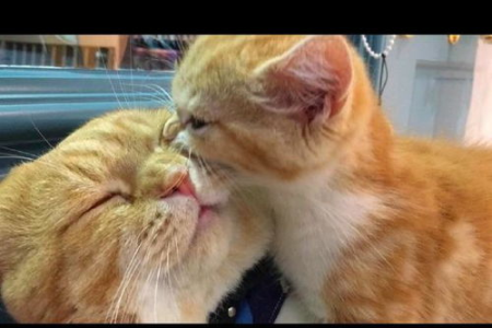 大猫小猫相处：哈气行为如何正确处理？