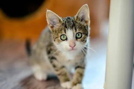 把猫咪关门外，它会一直叫吗？多久才停止叫唤？