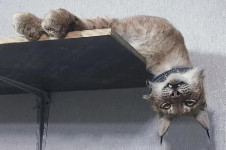 如何应对小奶猫哈气？让它变得温顺可爱