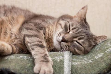猫咪离开主人会想念吗？分离焦虑症的猫咪