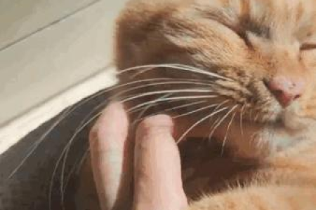 把猫咪关门外会伤心吗？猫咪的感受你了解吗？