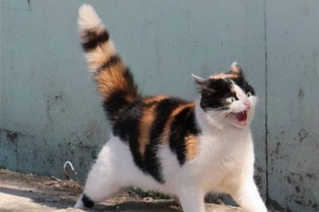 猫尾巴的神奇之处：它真的受大脑控制吗？
