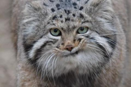 猫咪的耐寒极限是多少度？冬季猫咪保暖小技巧