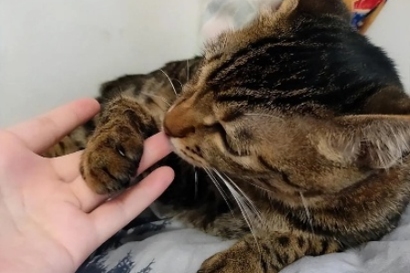 为什么你的猫咪睡觉喜欢用爪子按住你的嘴？