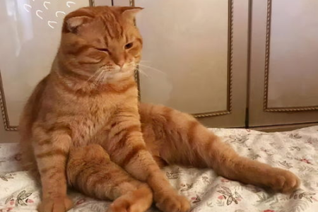 橘猫到底是不是宠物猫？性格特点大揭秘