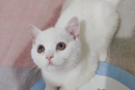 养猫新手必看：白色英短和白色土猫的区别在哪里？