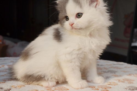 蓝白净梵猫：了解这种稀有英短猫咪
