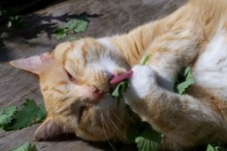 吃猫薄荷会让人产生幻觉吗？试试就知道