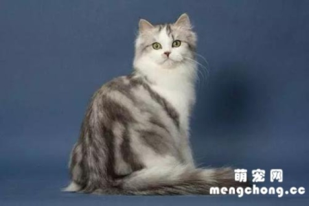 褴褛猫怎么配出来的？揭秘褴褛猫的培育过程和基因来源