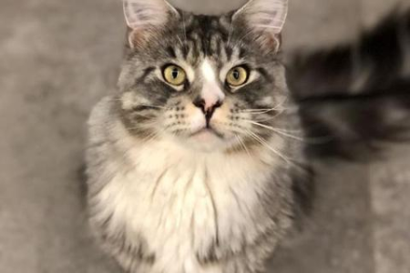 缅因猫有攻击性吗？温柔巨人的真相大揭秘！