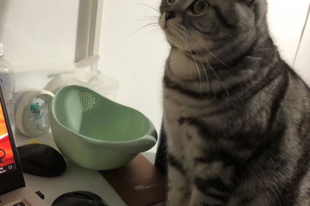 小公猫啥时候开始发腮？影响因素大揭秘