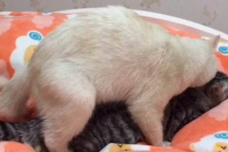 小公猫多大开始发情？闹猫的表现有哪些？