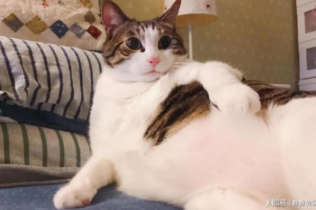 小公猫几个月开始长大？成年体型啥时候长成？