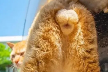 家里小公猫多久会长蛋蛋？新手铲屎官必看指南