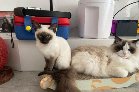 暹罗猫和布偶猫有什么不同？毛发、体型、性格全方位对比！