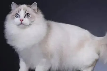 双色布偶猫怎么配？详解提高成功率的秘诀