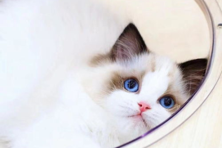 想知道金吉拉和布偶猫配种结果？看看它们的宝宝会长啥样！