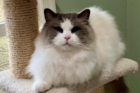 母布偶猫比公布偶猫贵的原因是什么？值得入手吗？