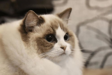 布偶猫会认主人吗？详解布偶猫与主人间的亲密关系