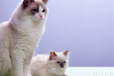 布偶猫真的不适合新手吗？揭秘布偶猫饲养真相