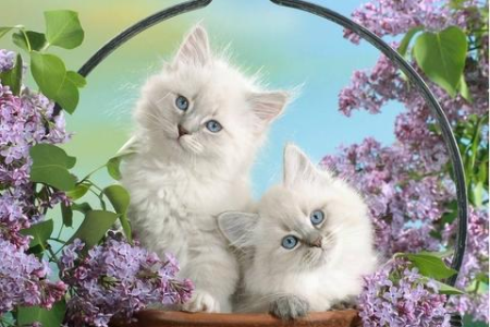 布偶猫聪明程度如何？养布偶猫的益处有哪些？