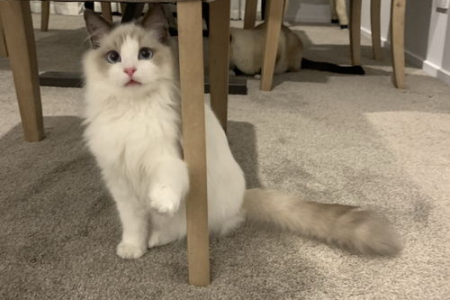 养了布偶猫后悔怎么办？后悔了还能怎么办？