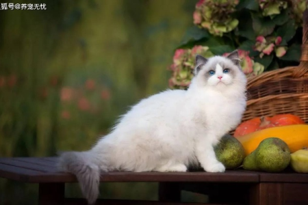 布偶猫聪明与否？好养性如何？全面了解布偶猫特性