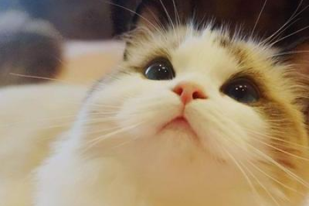 金吉拉vs布偶猫：品种、性格、外貌全方位对比
