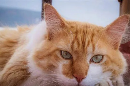 猫几岁才成年并开始发情？不同猫咪差异大揭秘