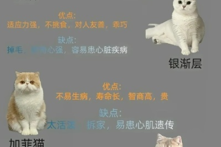蓝双布偶猫和海双布偶猫价格谁更高？因素有哪些？