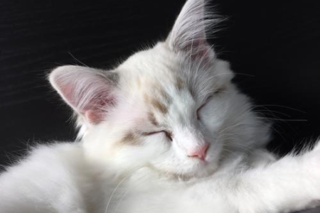 想买布偶猫？白耳朵怎么看？挑选技巧都在这