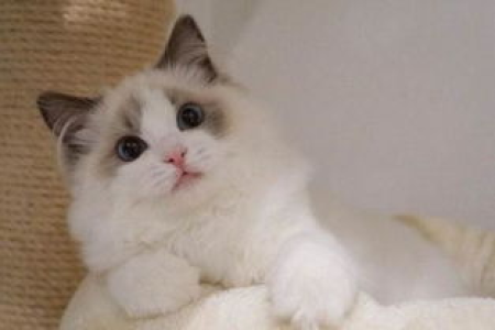 布偶猫有多忠诚？关于布偶猫忠诚度的真相与误区