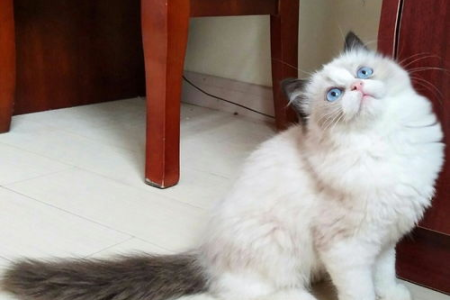 布偶猫血统证书查询方法详解，轻松识别真伪