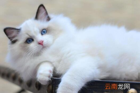 想买布偶猫？先了解满耳满背的真正含义！