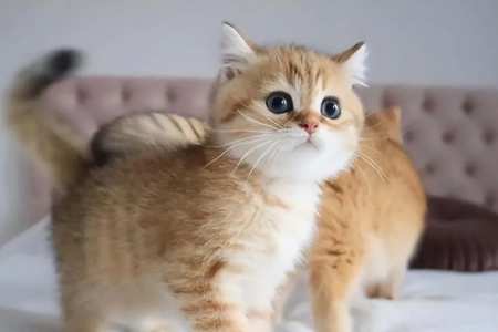 金渐层猫咪品相鉴定秘籍：选购避坑指南