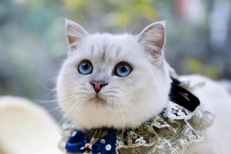 想养银点猫？先看看这些缺点，别后悔！